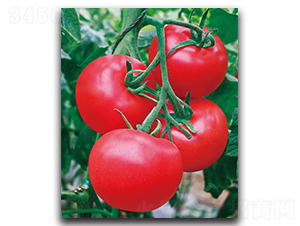 ���_(d��)-���ѷN��-����˹