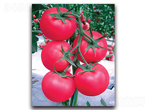 ����-���ѷN��-����˹