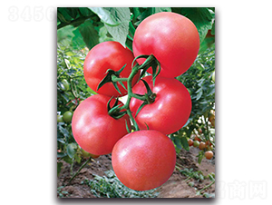 ِ��-���ѷN��-����˹