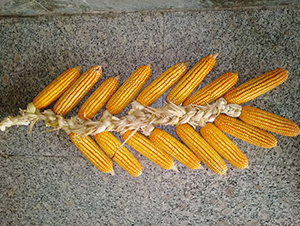 ����376-���׷N��-�����N�I(y��)