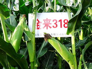 ����318-���׷N��-�����N�I(y��)