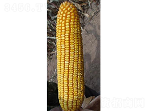 ���216-���׷N��-���N�I(y��)