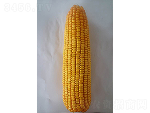 ����9̖-���׷N��-���N�I(y��)