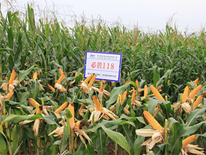 �؄�118-���׷N��-�����r(n��ng)�I(y��)