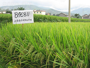 B��(y��u)811-ˮ���N��-�����r�I(y��)