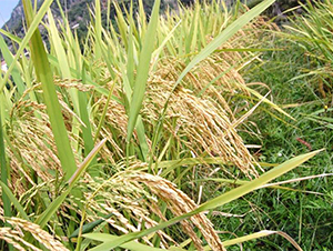 B��(y��u)840-ˮ���N��-�����r�I(y��)