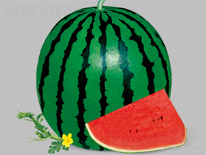 ���t-10-���ϷN��-����N�I(y��)