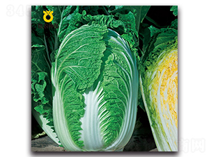 ������-�ײ˷N��-���r(n��ng)�N��