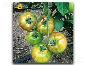 ����-���ѷN��-���r�N��