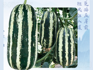 �����91-��ϷN��-����N�I(y��)