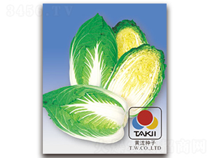 ������-�ײ˷N��-�S�{�N��