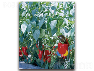 �t����-�𽷷N��-�S�{�N��