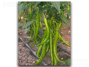 ��˹-�����N��-�S�{�N��