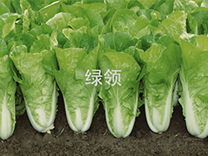 ���v236-С�ײ˷N��-�G�I(l��ng)�N�I(y��)