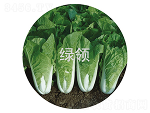 ���v168-С�ײ˷N��-�G�I(l��ng)�N�I(y��)