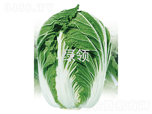 �800-�ײ˷N��-�G�I(l��ng)�N�I(y��)