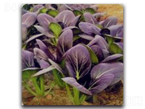 �����๣��-�๣�˷N��-�����Z