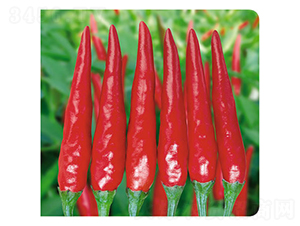 �ʺ�106-�����N��-�����Z