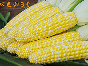 �pɫ��3̖-�����׷N��-���r(n��ng)��