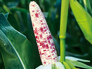 ���Ŵ670-Ŵ���׷N��-���r(n��ng)��