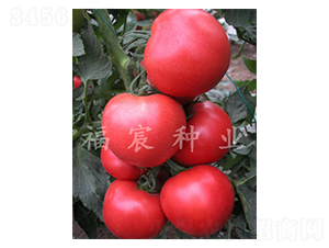 �_(d��)��9006-���t���N��-����r(n��ng)�I(y��)