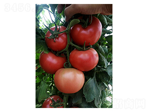 DY-1607-���t���N��-����r(n��ng)�I(y��)