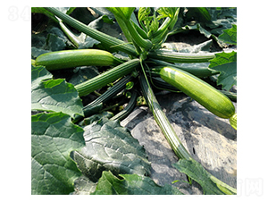 ����303-�����J�N��-����r(n��ng)�I(y��)