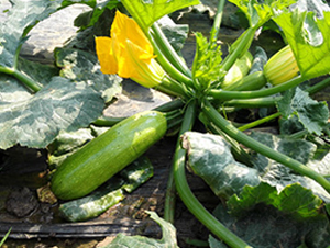 ���S3008-�����J�N��-����r�I(y��)