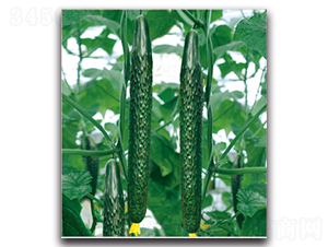 �G��3̖(h��o)-�S�ϷN��-�����r(n��ng)