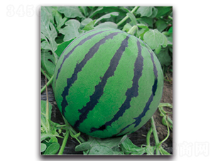 ����2̖-���ϷN��-�����r(n��ng)