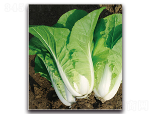 ����1̖-�ײ˷N��-�����r(n��ng)