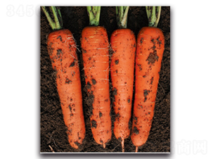 ��t��̖(h��o)-�}���N��-�����r(n��ng)