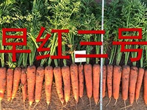 ��t��̖-�}���N��-�����r(n��ng)