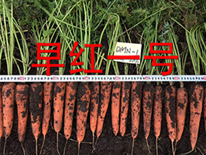 ��tһ̖-�}���N��-�����r(n��ng)