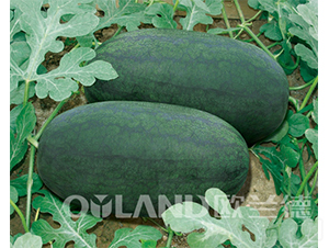 �_���n��������-���ϷN��-�W�m��