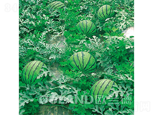 ������̖-���ϷN��-�W�m��