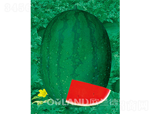 �߿�����-���ϷN��-�W�m��