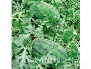 �P����һ��-���ϷN��-�W�m��