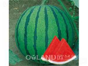 ��֮��-���ϷN��-�W�m��