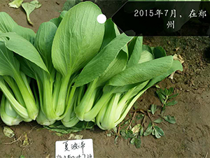 �Ĳ���-�๣�˷N��-�W�m��