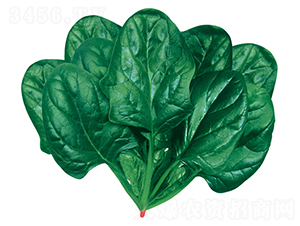 �ʼ����F��2̖-���˷N��-�W�m��