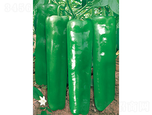 ���ώ�5̖�ֱ��-�ݽ��N��-�W�m��