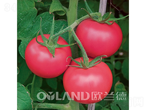 ���ρ�-���ѷN��-�W�m��