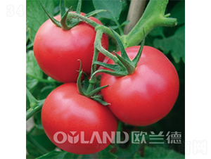 �ϚW����-���ѷN��-�W�m��