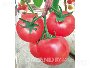 ���_��-���ѷN��-�W�m��