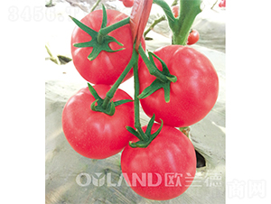 �����_(d��)-���ѷN��-�W�m��