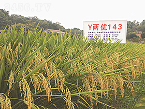 Y�Ƀ�(y��u)143-ˮ���N��-�һ�Դ