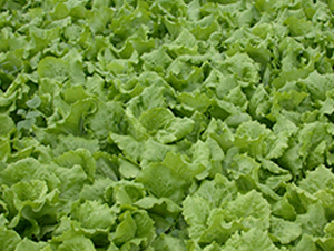 ȫ���ͳ�޷����-���˷N��-�����N�I(y��)