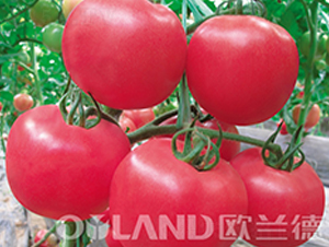 �����µϚW-���ѷN��-�W�m��