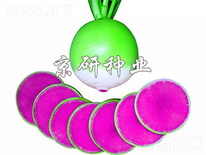 ���M�üt��������-�}���N��-����